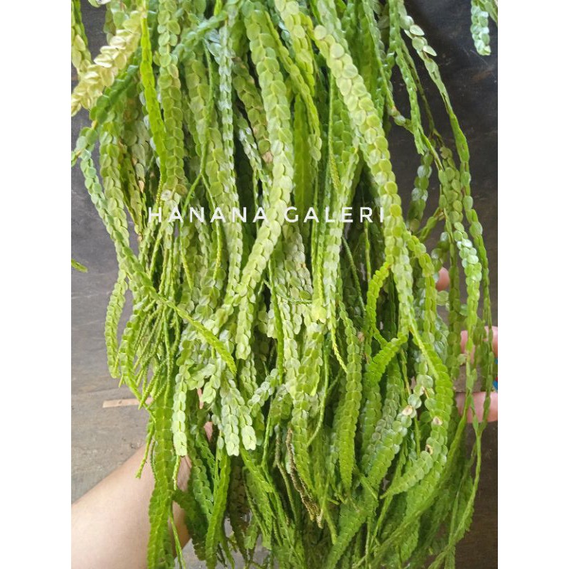 Tanaman hias kumpai sisik sisit