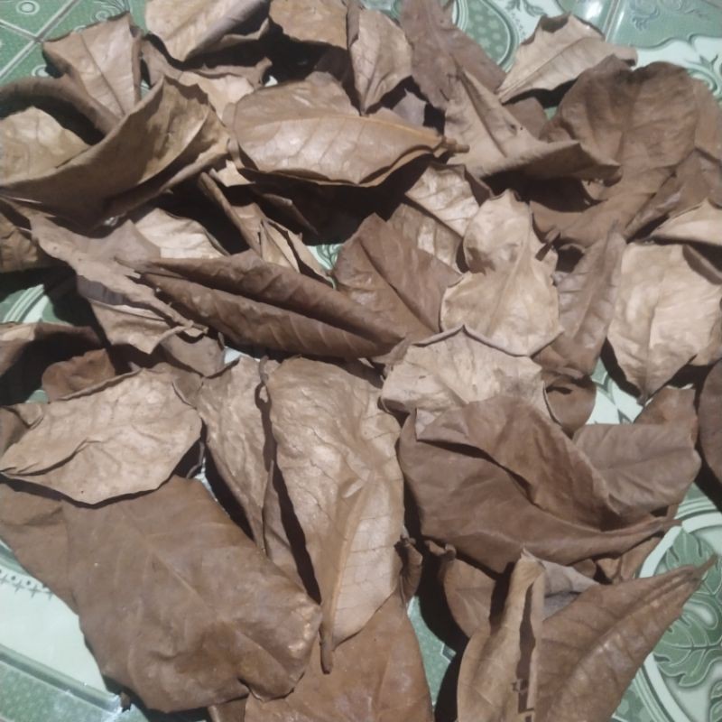 

daun Ketapang kering