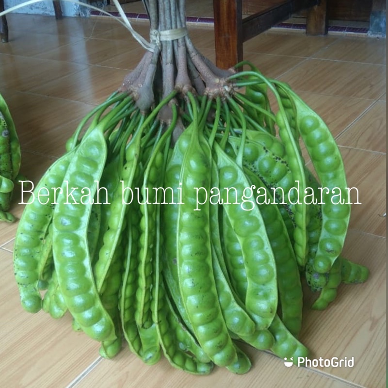 

PETE | PETAI | FRESH LANGSUNG PETIK DARI POHON