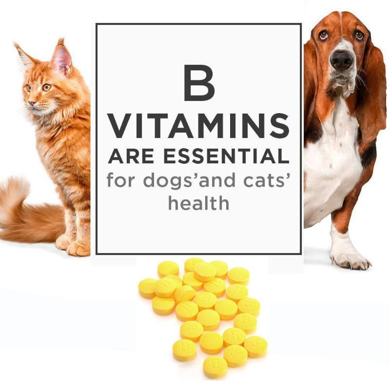 Vitamin Kucing Anjing B Complex Conditioning Tablets Raidall