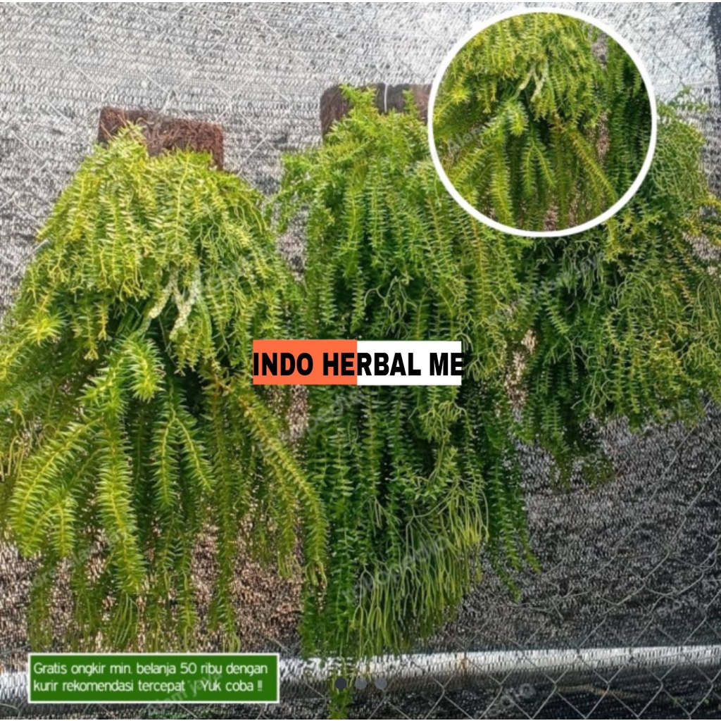 Tanaman Hias Kumpay Murah