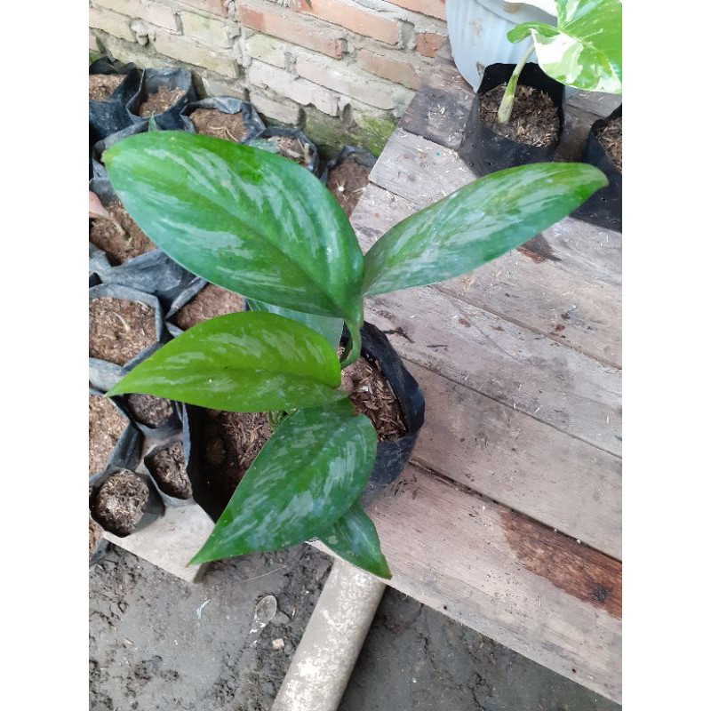 SCINDAPSUS SP SUMATRA