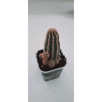 kaktus cluster anak banyak