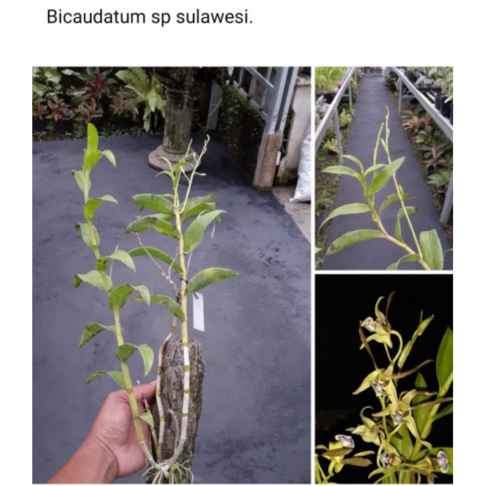 Bicoudatum Sp- Sulawesi