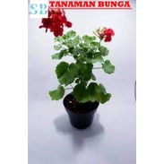 Tanaman Bunga Geranium Tegak Rimbun