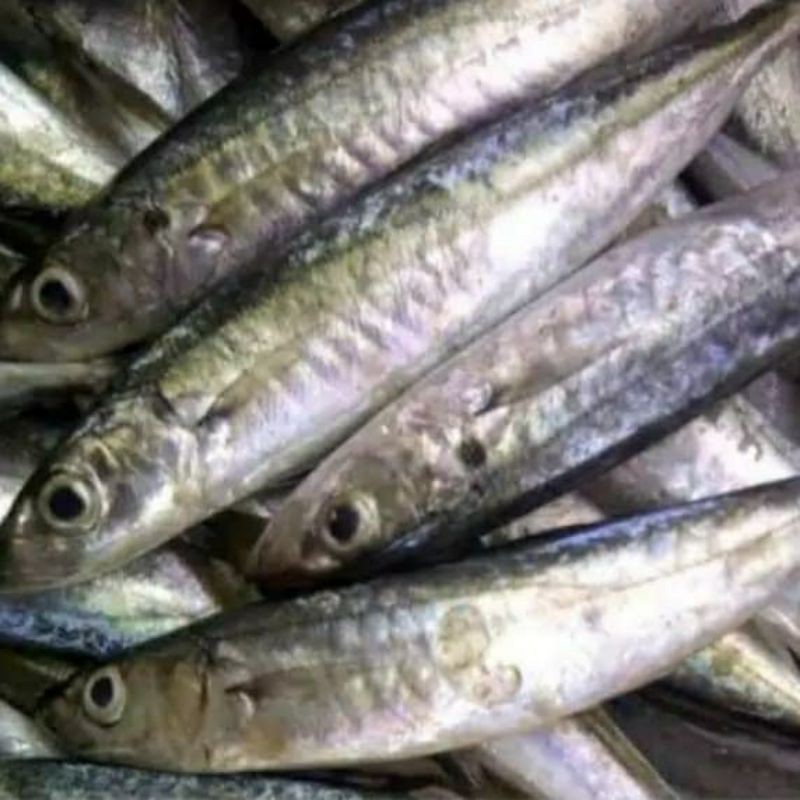 

IKAN LAYANG