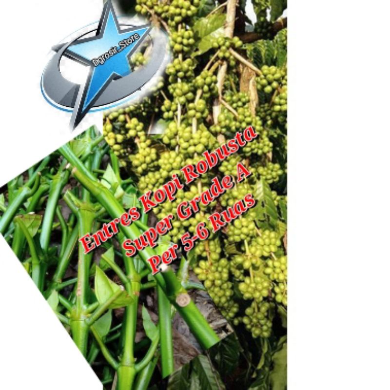 

Entres Kopi Robusta Super Grade A harga per 5-6 Ruas