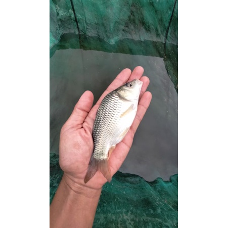 BIBIT/BENIH IKAN MAS SUPER/MAJALAYA (GARANSI KEMATIAN).