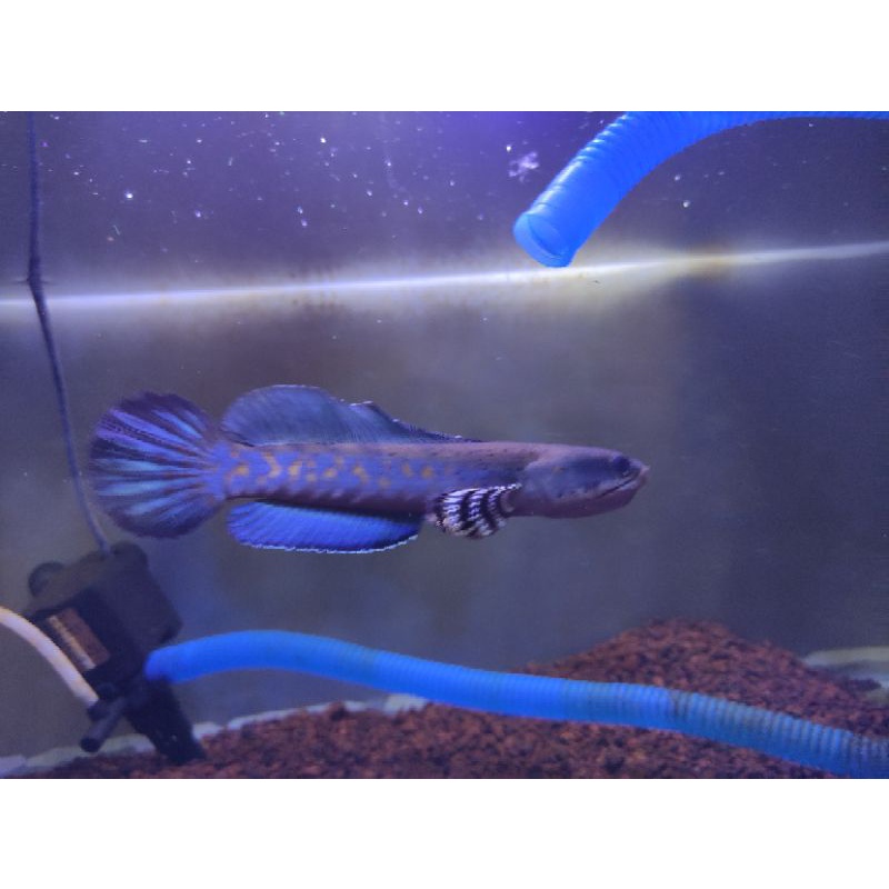 chana blue pulchra size 17cm
