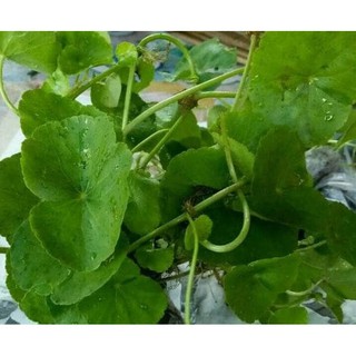 Bibit Pegagan Pohon Pegagan Antanan Bibit Daun Pegagan Bibit Pegagan Pohon Pegagan Antanan Bibit Daun Pegagan
