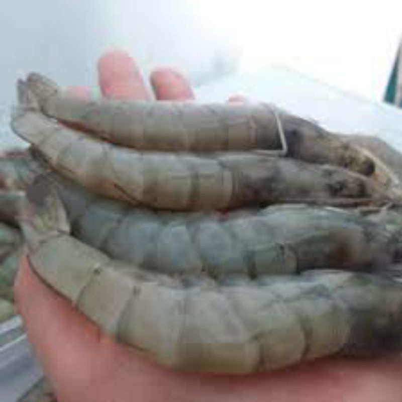 

Udang Vanami Besar Size 35-45/kg