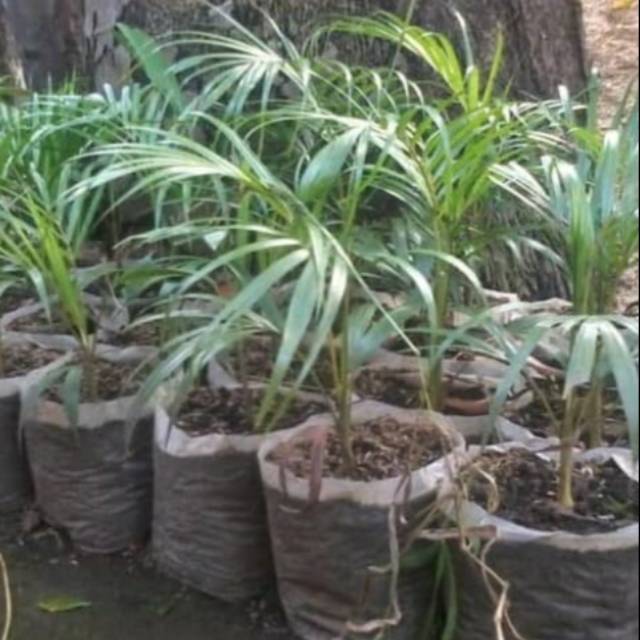 Tanaman Hias Palem Ekor Tupai