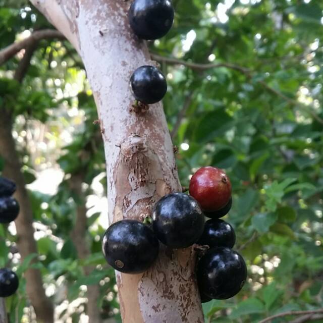 Pohon Buah Anggur Brazil Anggur Batang Pohon