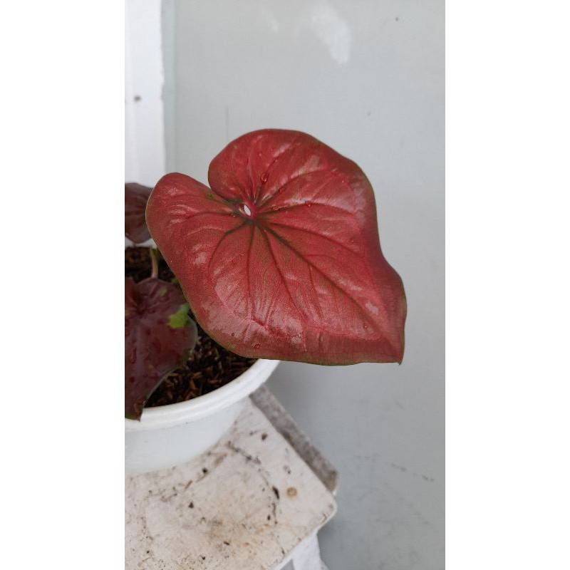 caladium H01 caladium red stardust