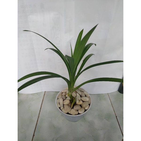 

Daun Pandan /pandan /bubu masak /rasa pandan