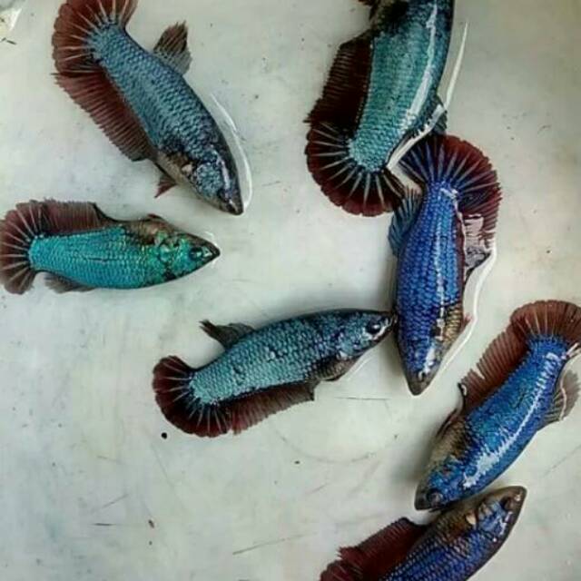 Ikan cupang betina giant bo 4 up warna random