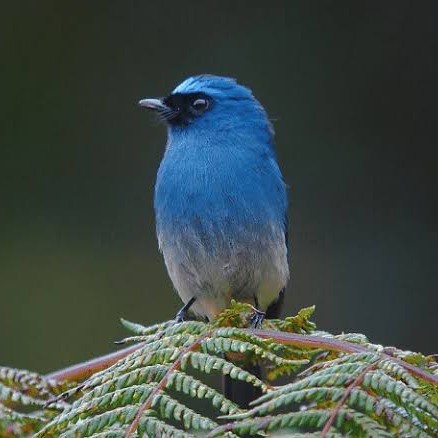 Burung Slendang Biru atau Tledekan Biru
