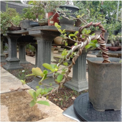 Bonsai Sianci Cascade