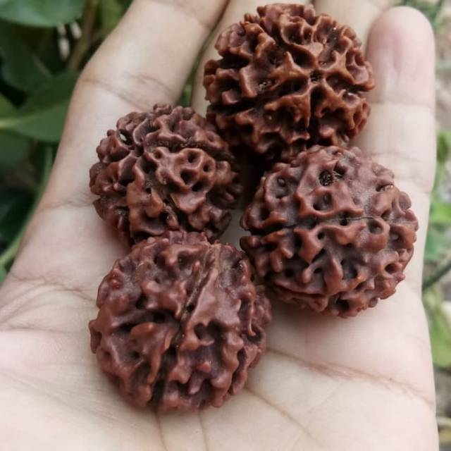 Jenitri Rudraksha Besar Jumbo