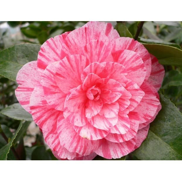 Bibit Bunga Camelia pink sembur - Tanaman hias camelia - bibit tanaman kamelia asli cangkok