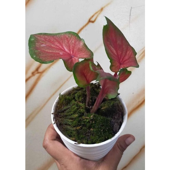 Tanaman hias bunga hidup keladi red jaguar daun ganti murce