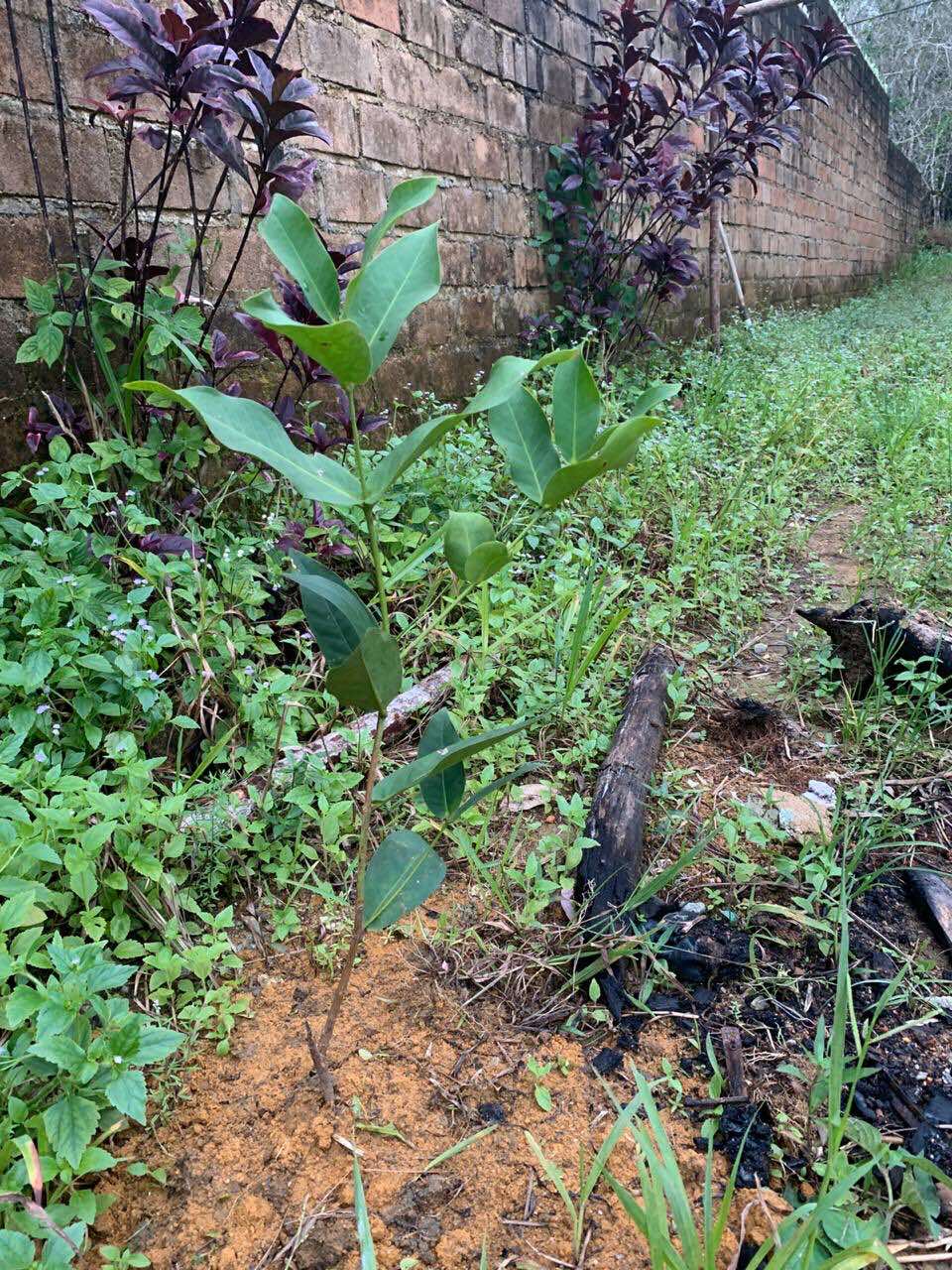 Jambu Air Black Kingkong Super