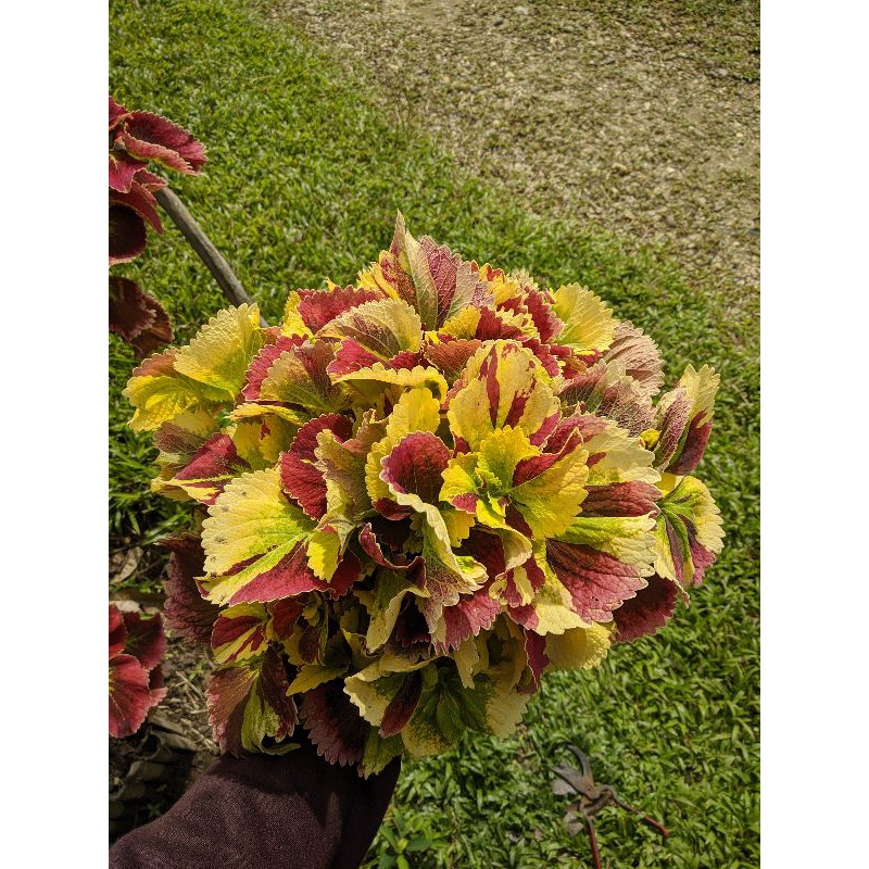 bunga miana tree colour/rainbow