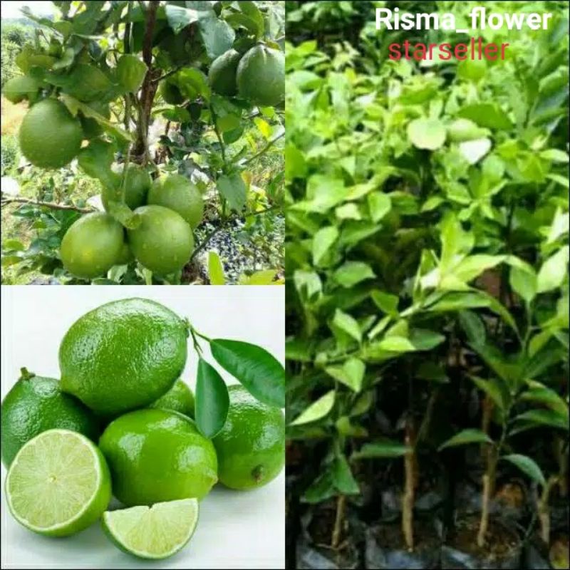 POHON JERUK NIPIS / TANAMAN JERUK NIPIS