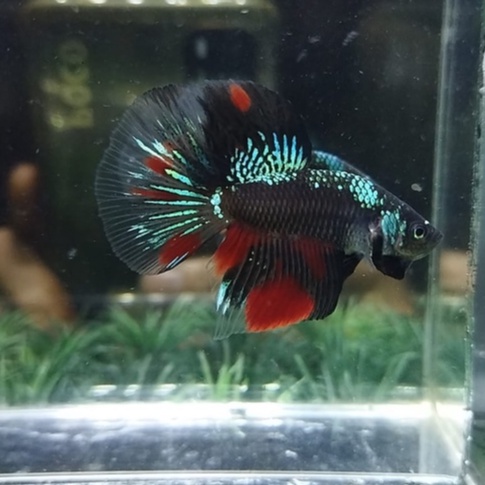 IKAN CUPANG HALFMOON/HM BLACK STAR GALAXY/HM AVATAR 100% REALPICT (KODE AR4)