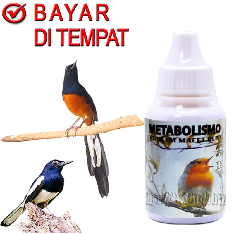 METABOLISMO VITAMIN BURUNG MACET BUNYI MURAI KACER KICAU GACOR