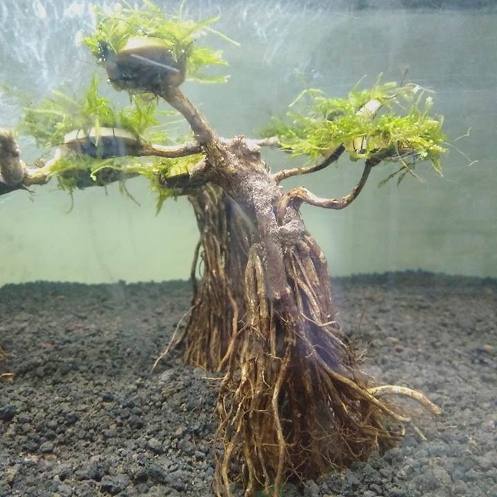  pohon  bonsai mini aquascape aquarium  13cm Shopee Indonesia