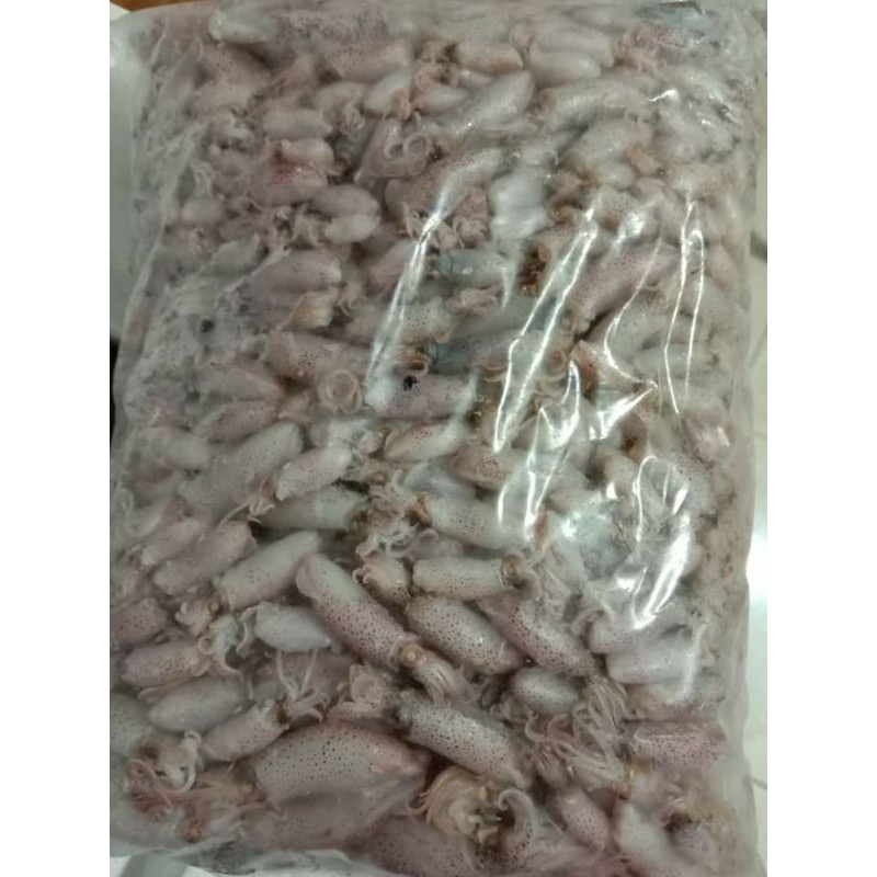 

Baby cumi size 2 - 3 cm tawar 1 kg