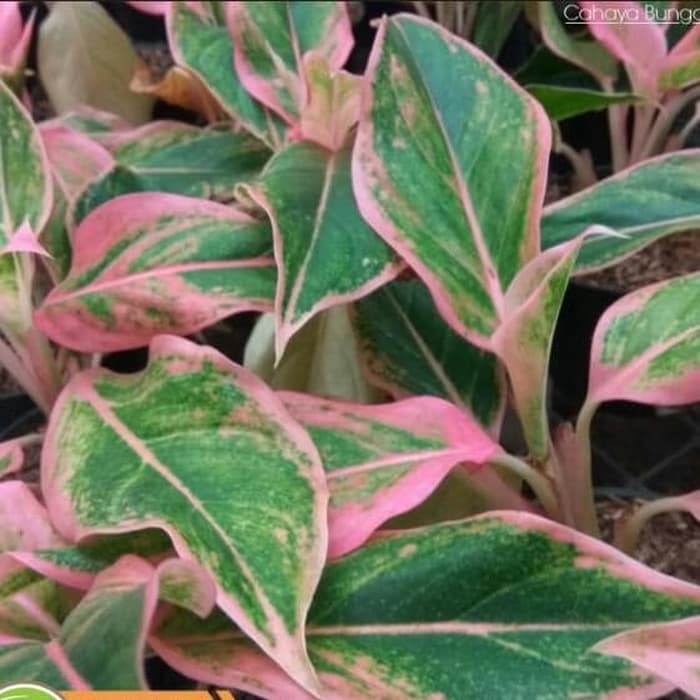Goldseeds Aglonema Lipstik Kanza Tanaman Hias Terbaru Agustus 2021 Harga Murah Kualitas Terjamin Blibli