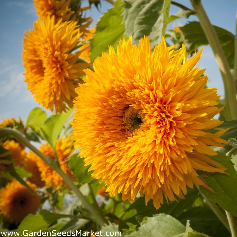 Benih Bibit Biji - Sunflower (Giant) Sungold Bunga Matahari Seeds - IMPORT