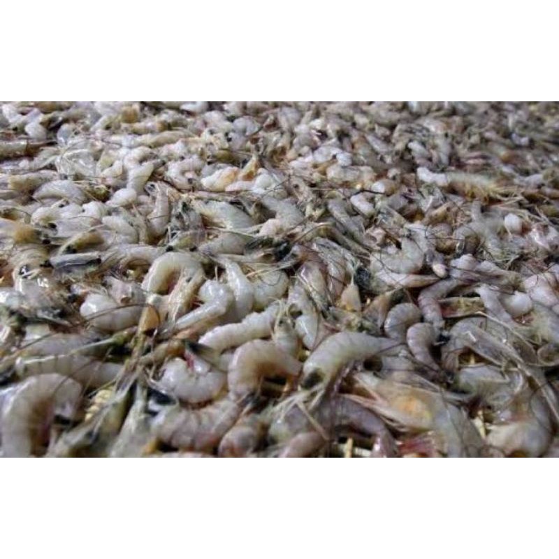 Grosir 250 gram Udang Segar Murah