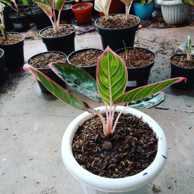 PROMO promo murah tanaman hias aglonema khanza anakan aglonema khanza