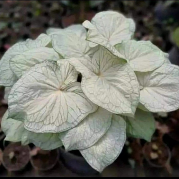 NEW PROMO Bonggol/umbi Caladium White Jaguar import.