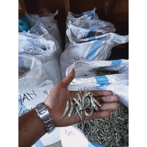 

ikan teri tanjung pinang
