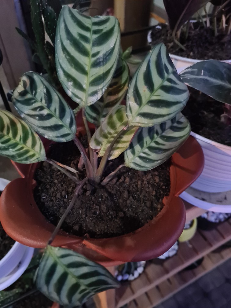 Tanaman Hias Calathea Stromata Atau Sepat Rimbun Murah