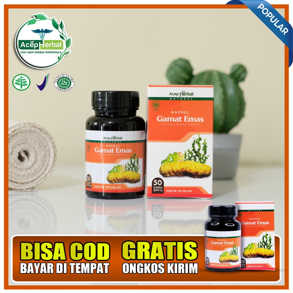 Obat Herbal Untuk Hernia HNP - Kapsul Gamat Emas ORIGINAL