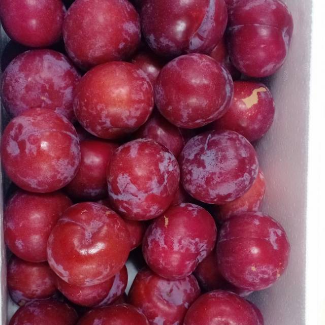 

Plum merah