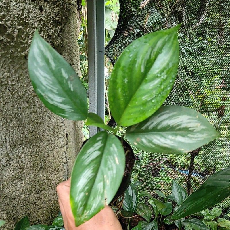 Tanaman hias skindapsus sp Sumatra, Tanaman hias, Tanaman merambat, scindapsus sp Sumatra