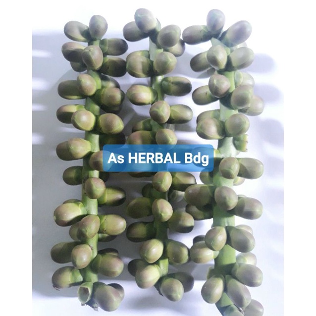 

Bunga kawung Buah aren langari segar bunga aren langari kawung 1 kg-az