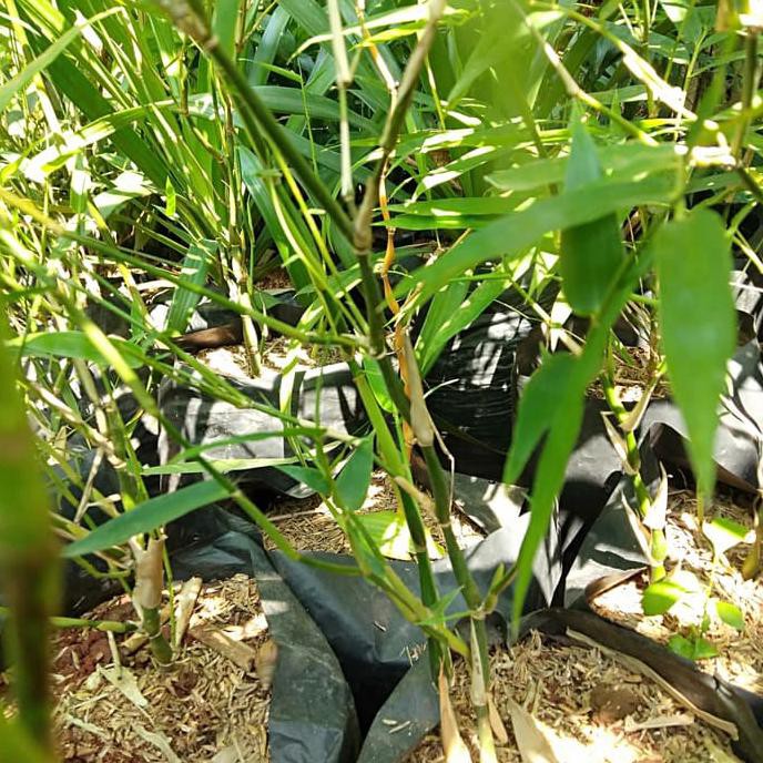 POHON BAMBU NAGIN/BAMBU CINA BIBIT TANAMAN POHON BAMBU NAGIN BIBIT TANAMAN