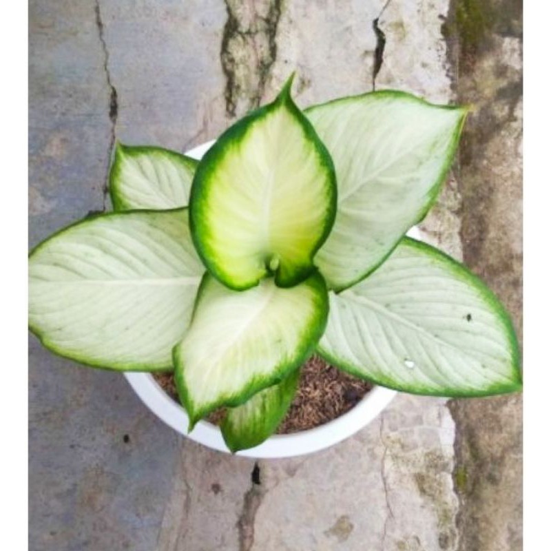 Diven tissue harmoni