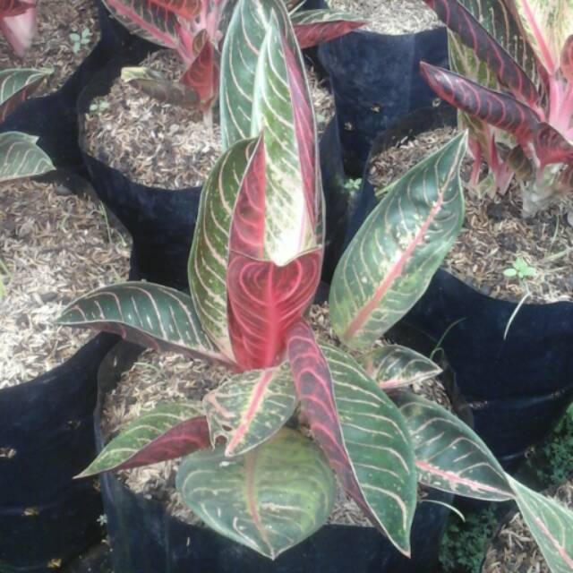 Paling Keren 10 Foto Bunga  Red  Sumatra  Gambar Bunga  HD