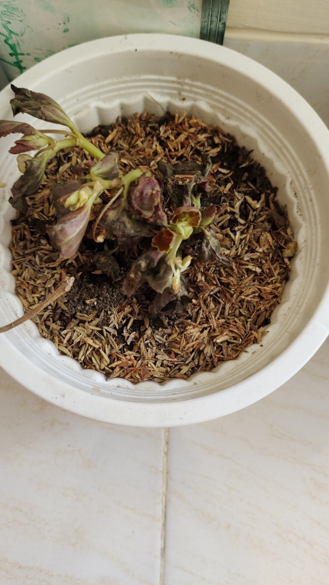 Tanaman Hias Begonia Tanaman Bunga Begonia