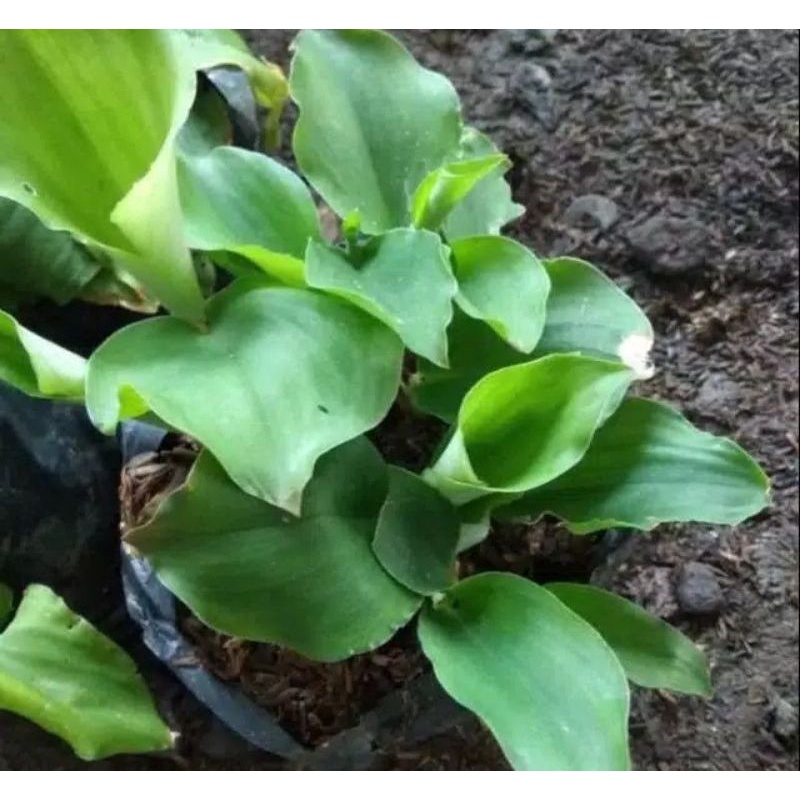 

Daun Kencur\Cikur segar