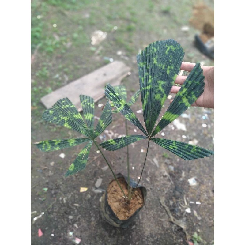 licuala mapu rawatan daun 1-2