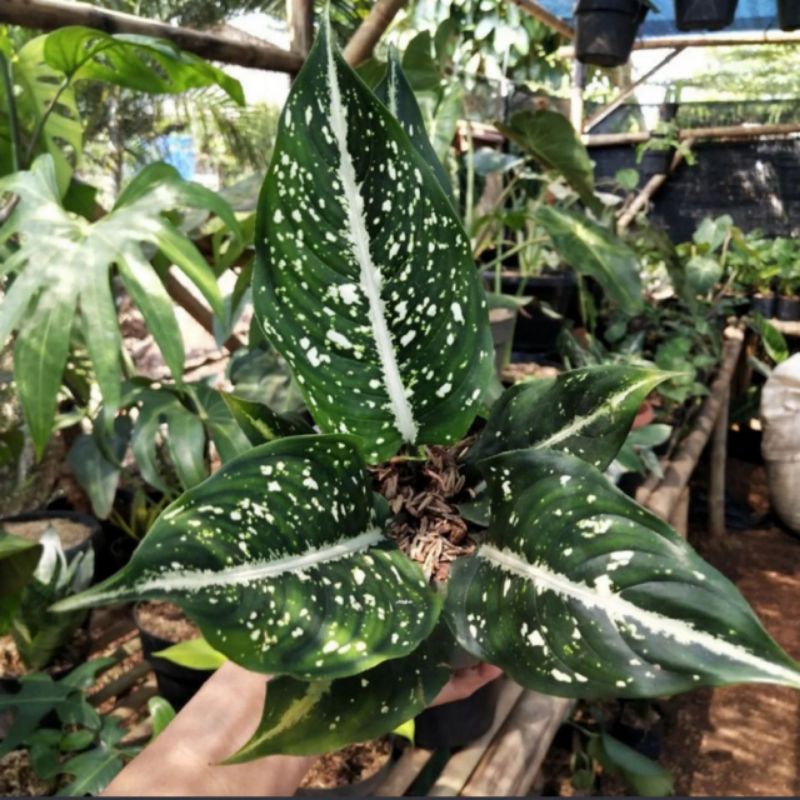 AGLONEMA MARANTA SRIKIT / AGLONEMA SRIKIT